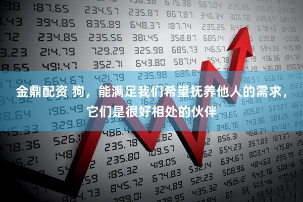 金鼎配资 狗，能满足我们希望抚养他人的需求，它们是很好相处的伙伴