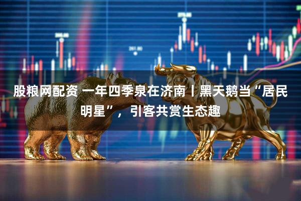 股粮网配资 一年四季泉在济南丨黑天鹅当“居民明星”，引客共赏生态趣